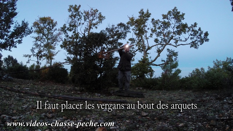 Chasse  la grive